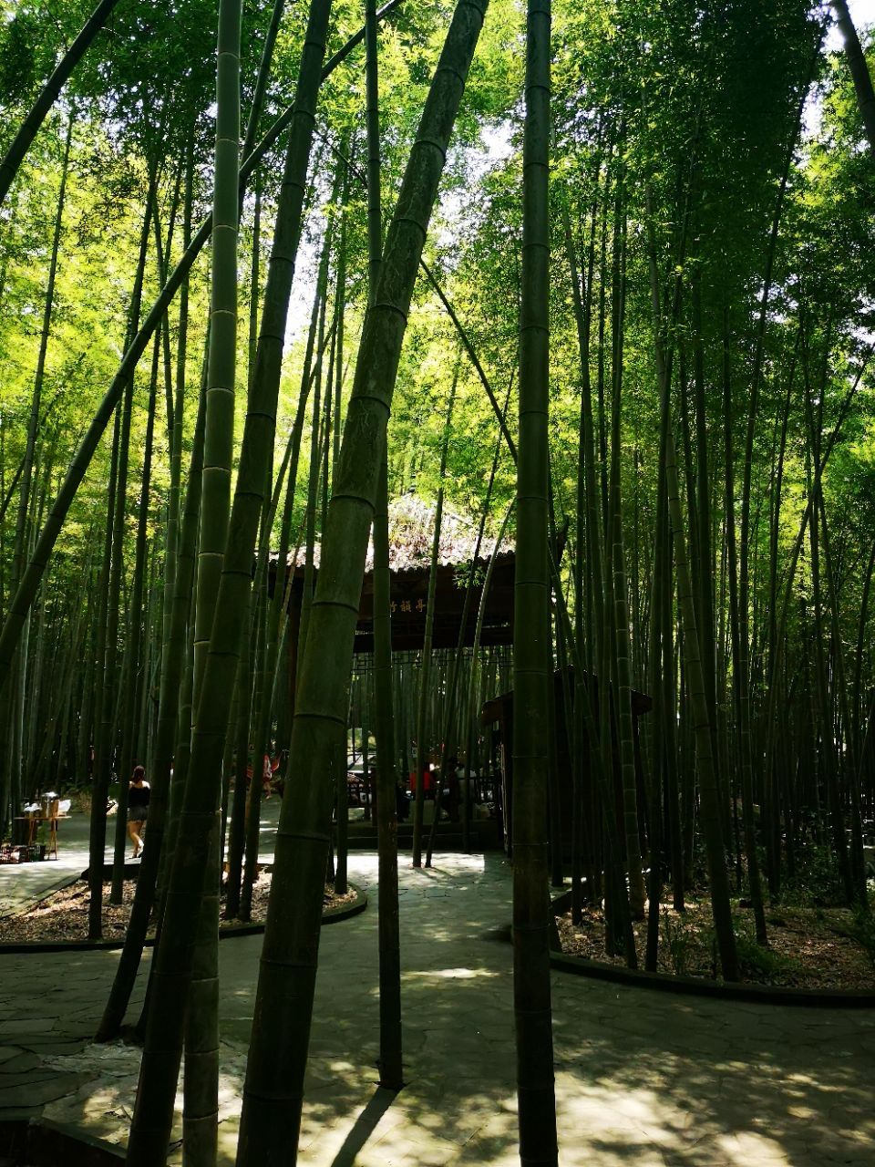 茶山竹海杯