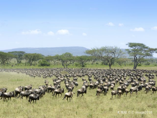 塞伦盖蒂国家公园