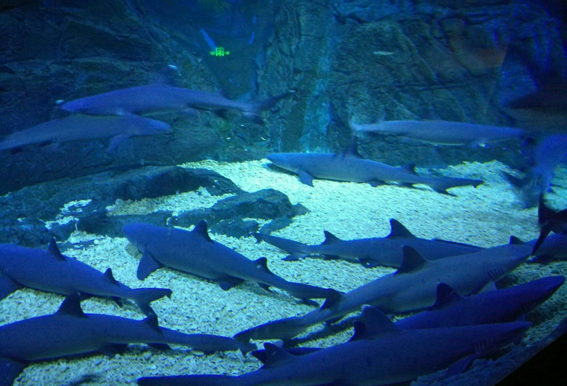 2023烟台海昌鲸鲨海洋公园游玩攻略,是国内一家以鲸鲨为主题的特
