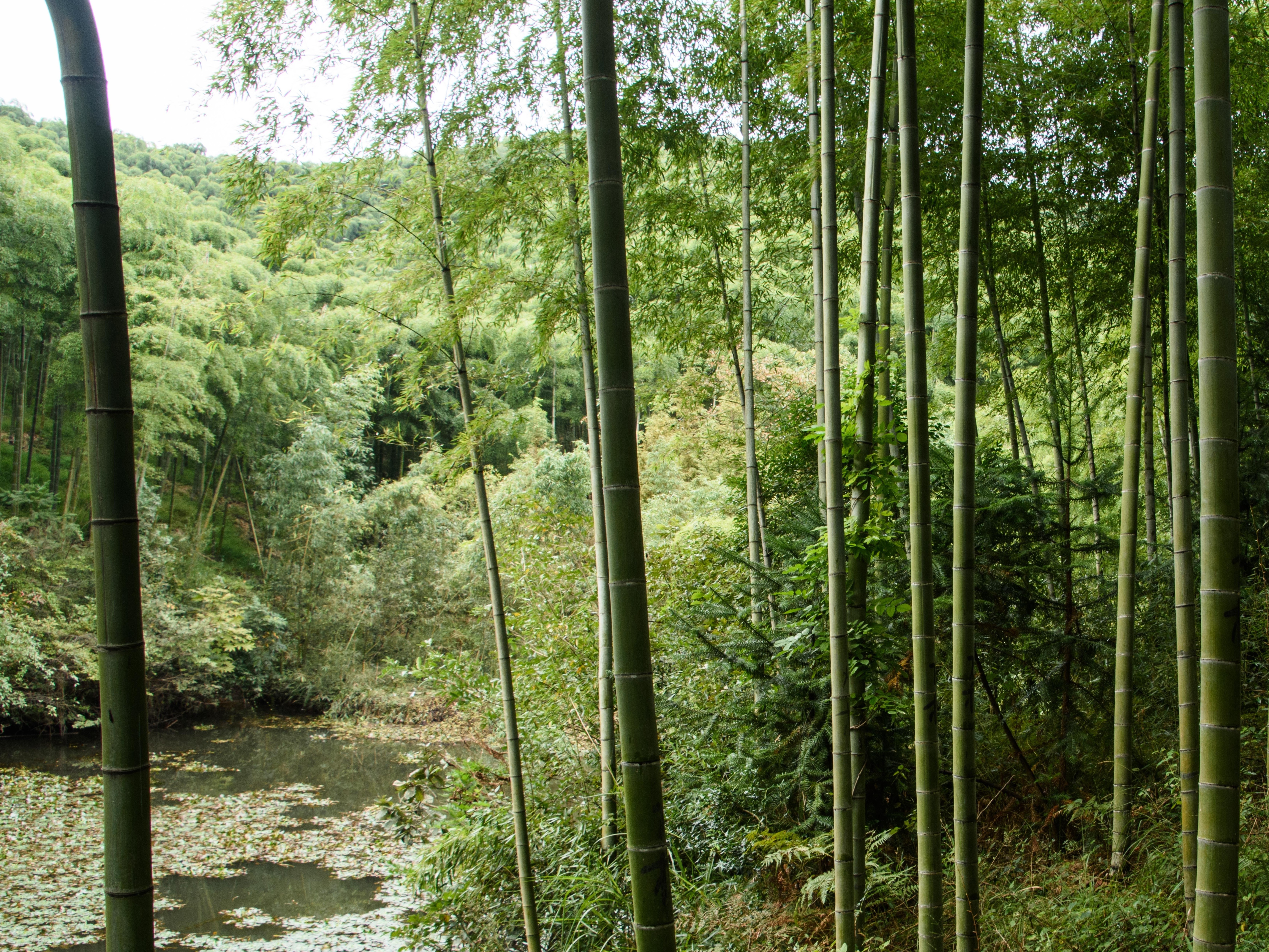 莫干山黄庙攻略,莫干山黄庙门票/游玩攻略/地址/图片/门票价格【携程