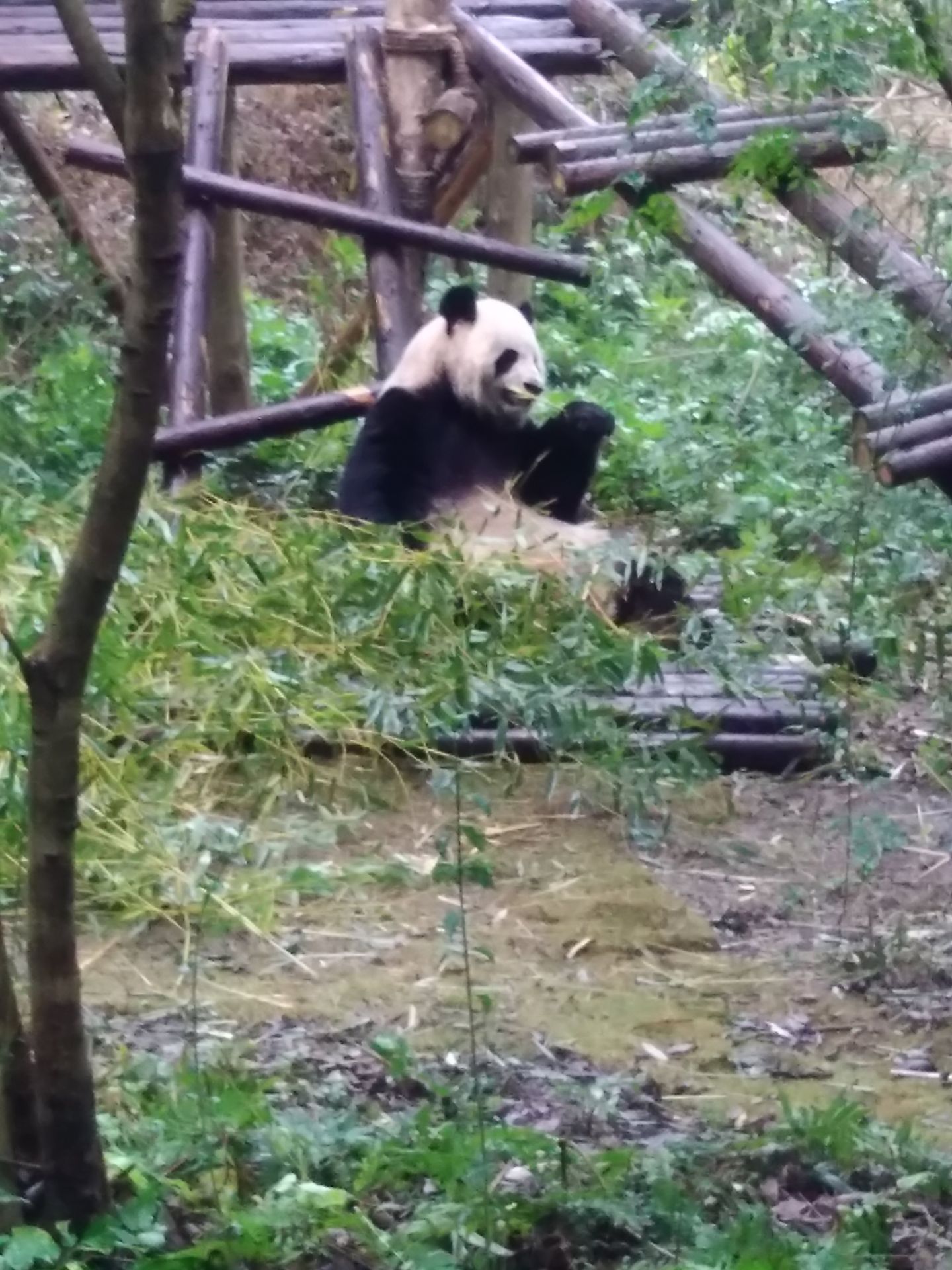 卡通熊猫设计图__卡通设计_广告设计_设计图库_昵图网nipic.com