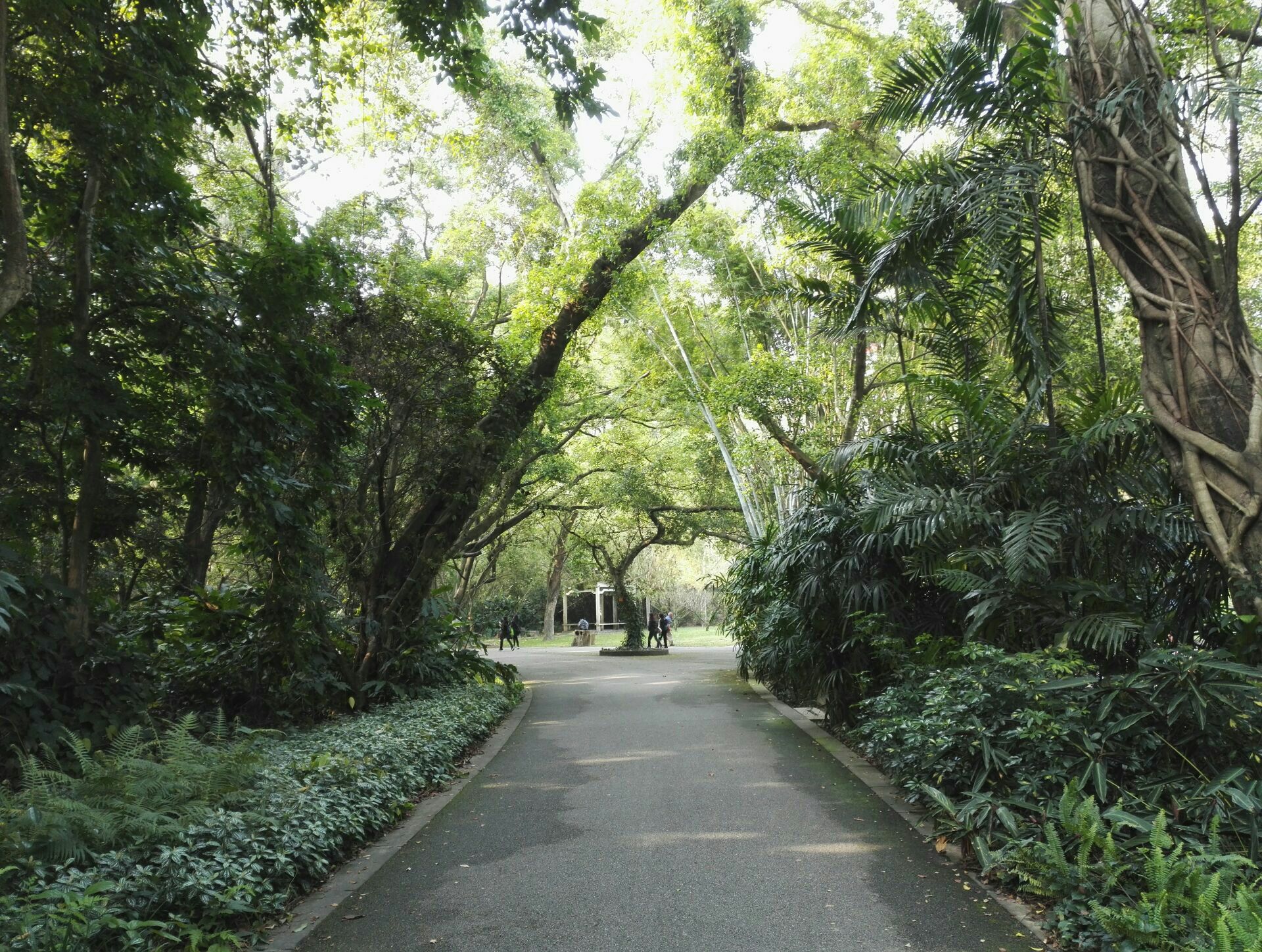 【攜程攻略】廣州中國科學院華南植物園景點,華南植物園位於廣州市