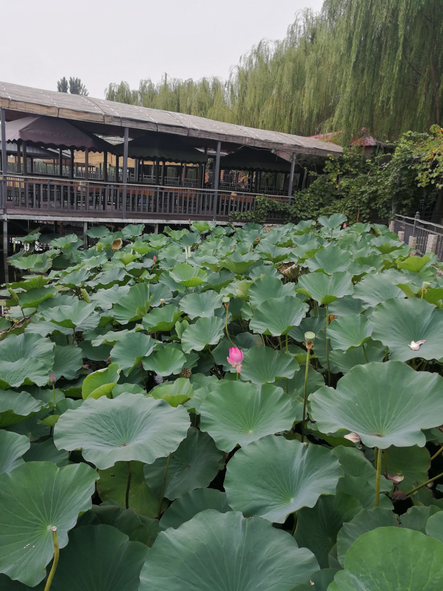 白洋淀千里堤位于河北省中部始建于宋朝以后每个朝代都有加盖地基高度