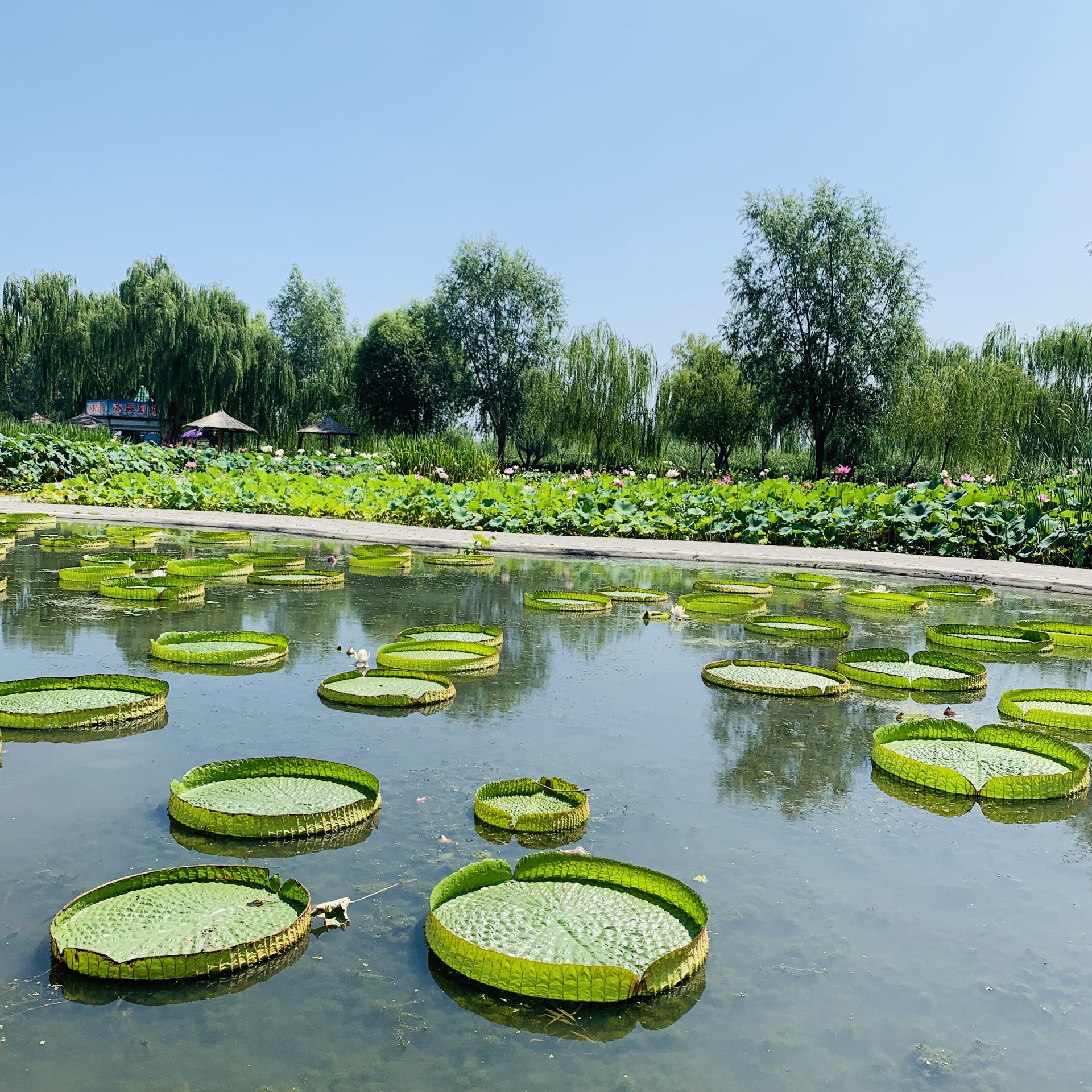 美丽江苏·每日一景丨扬州宝应荷园：芙蓉俏出水 摇曳云水间_中国江苏网