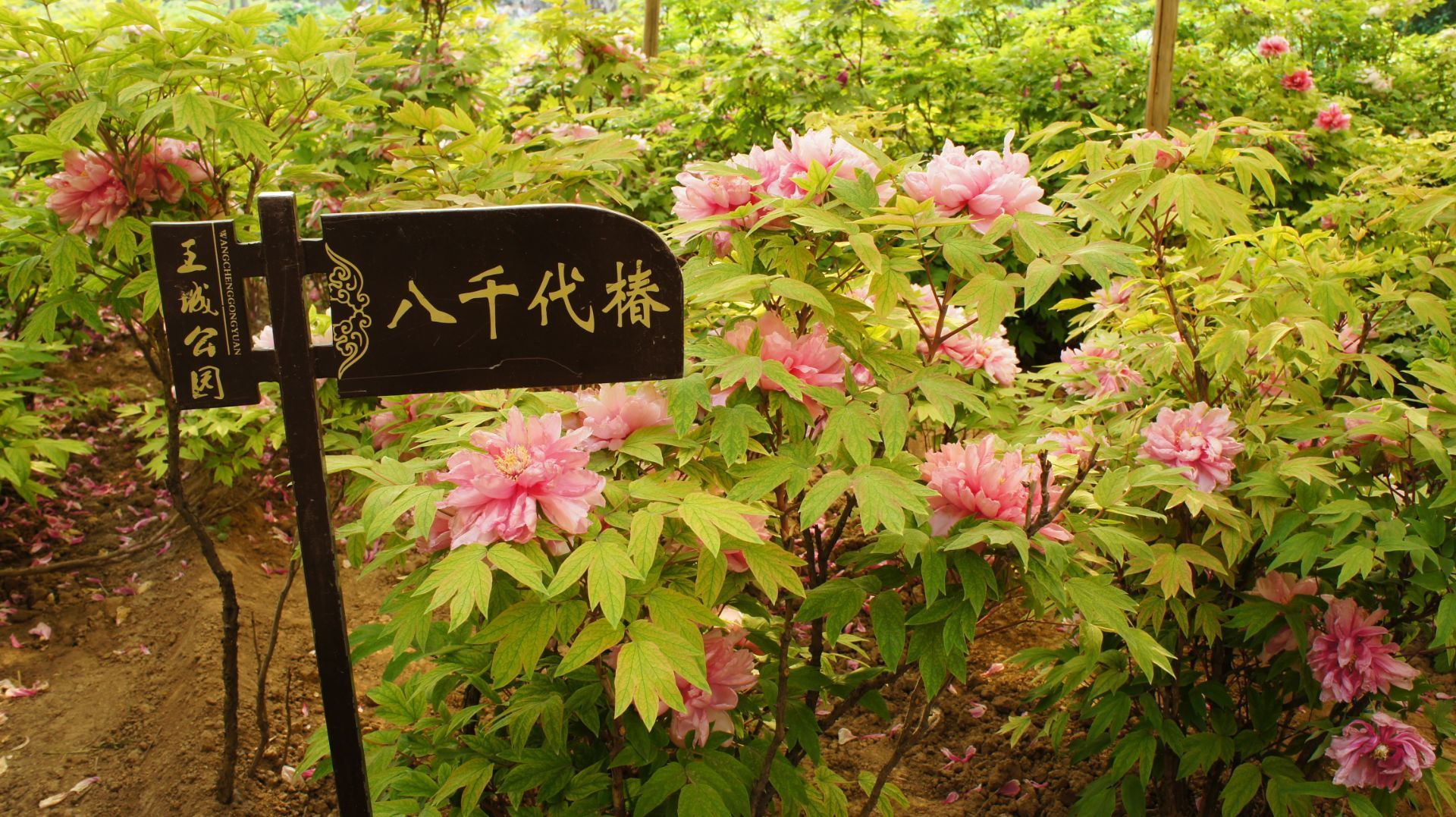 王城公园是闻名天下的洛阳牡丹花会的开幕式及主要展出地之一,牡丹品