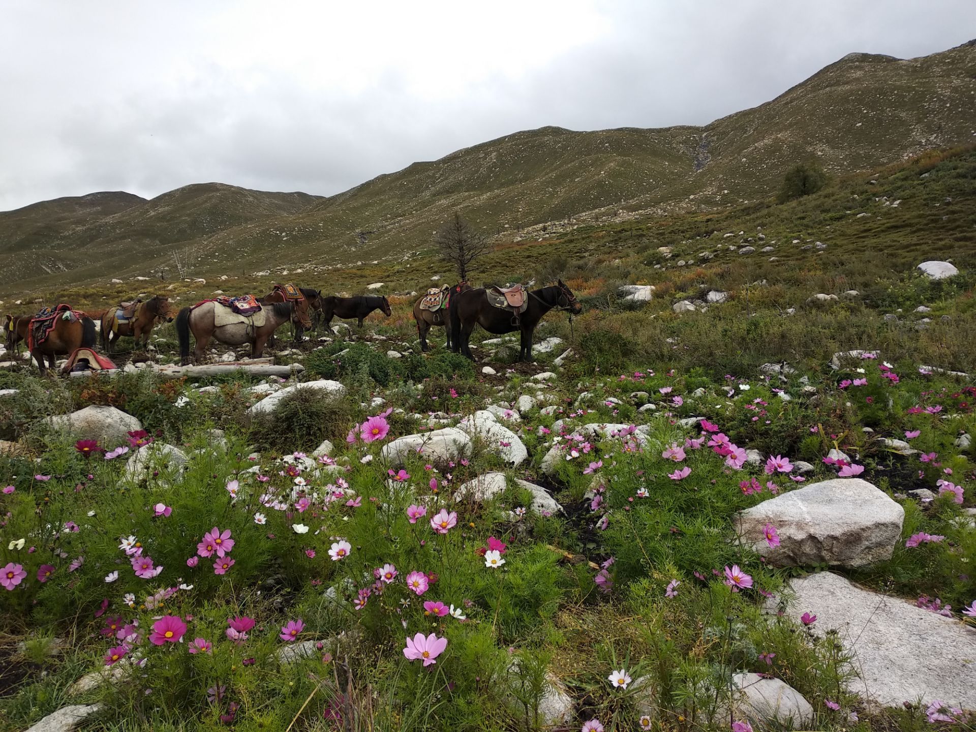 【携程攻略】康定红海草原景点,红海草原因这里的高山湖泊红海而得名.