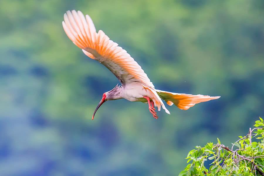 朱鹮自然保护区