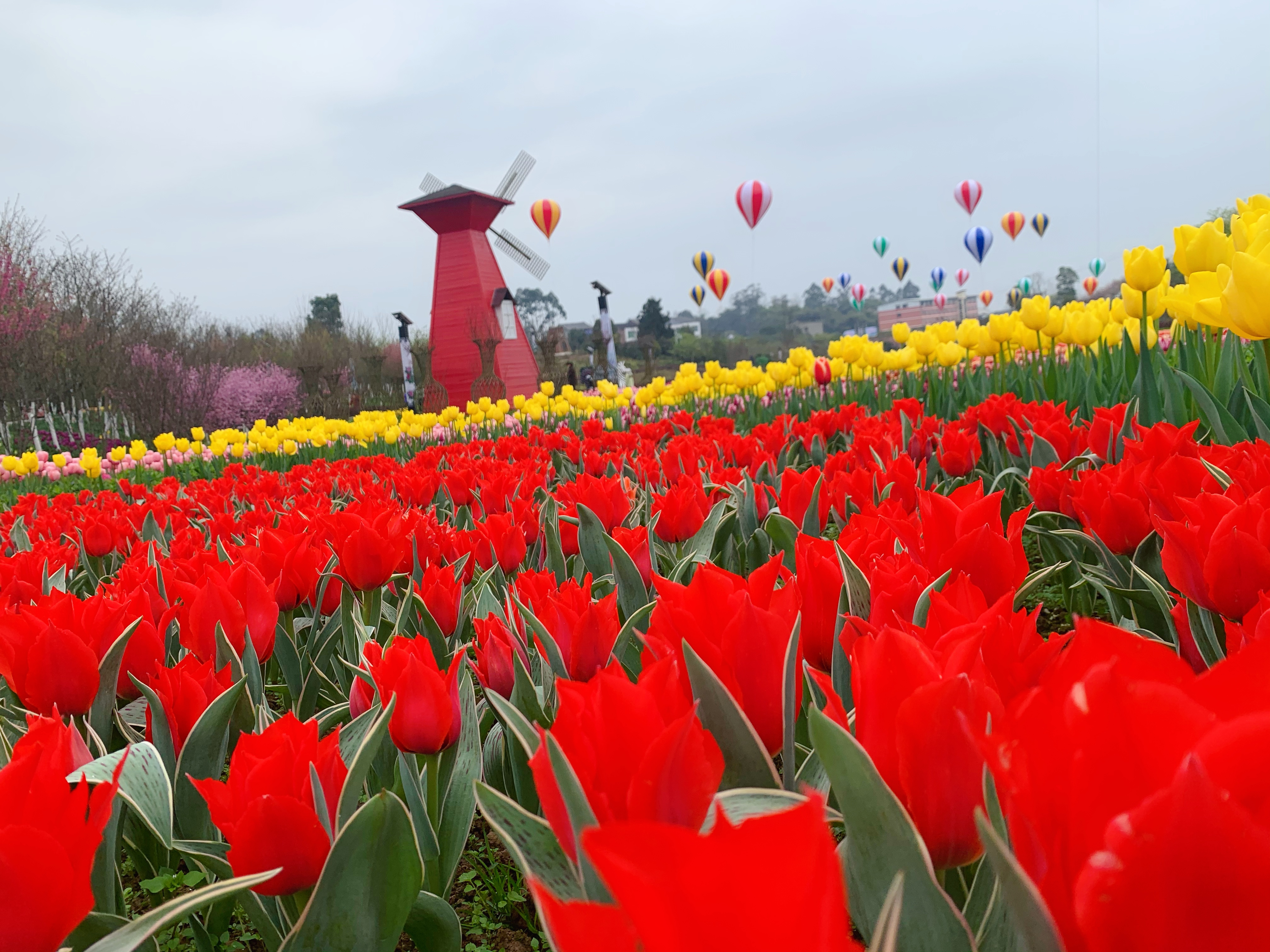 重庆垫江牡丹樱花世界好玩吗,重庆垫江牡丹樱花世界景点怎么样