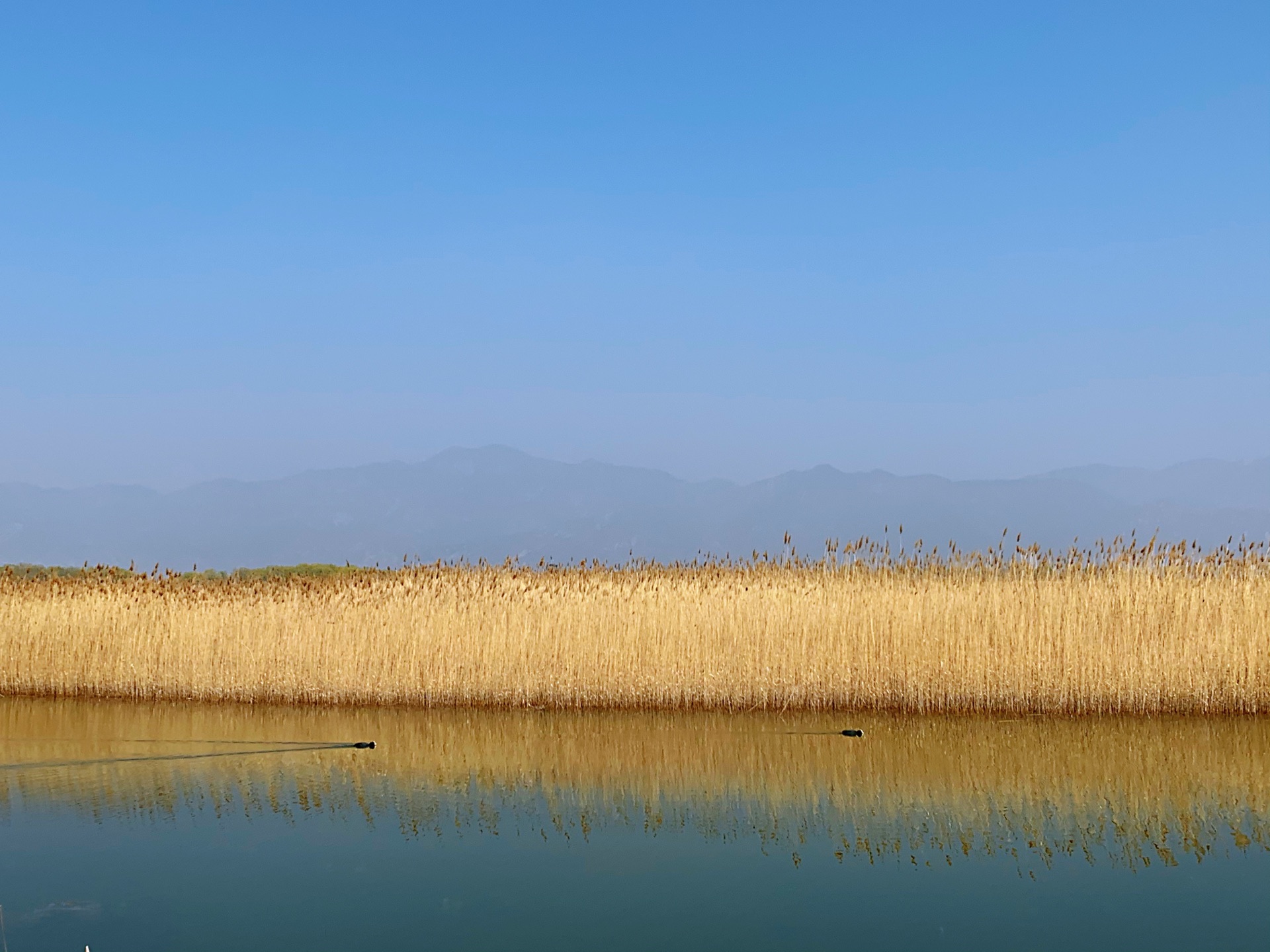 野鸭湖1955年建成官厅水库,形成巨大的人工湖泊湿地