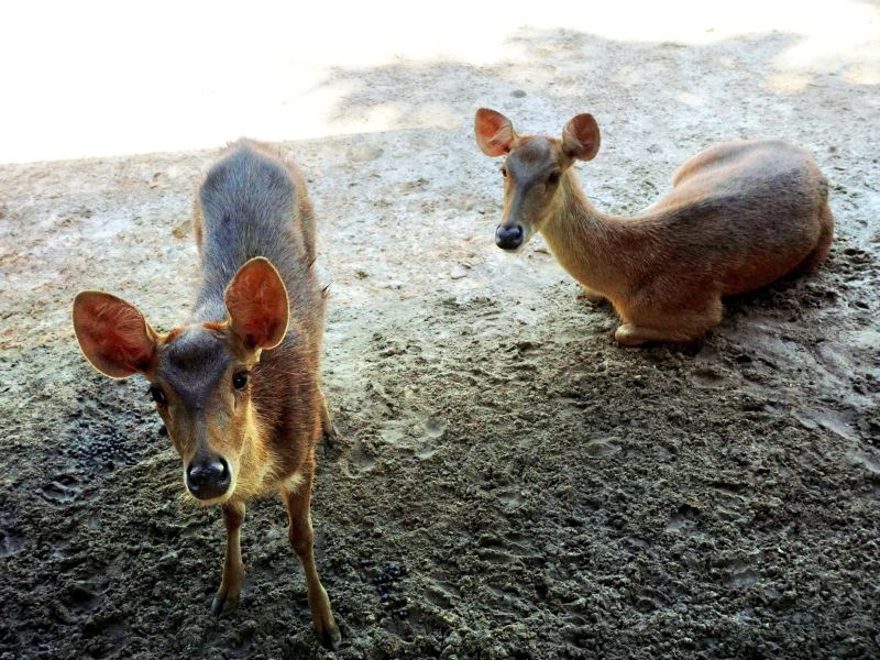 蘭卡威野生動物園