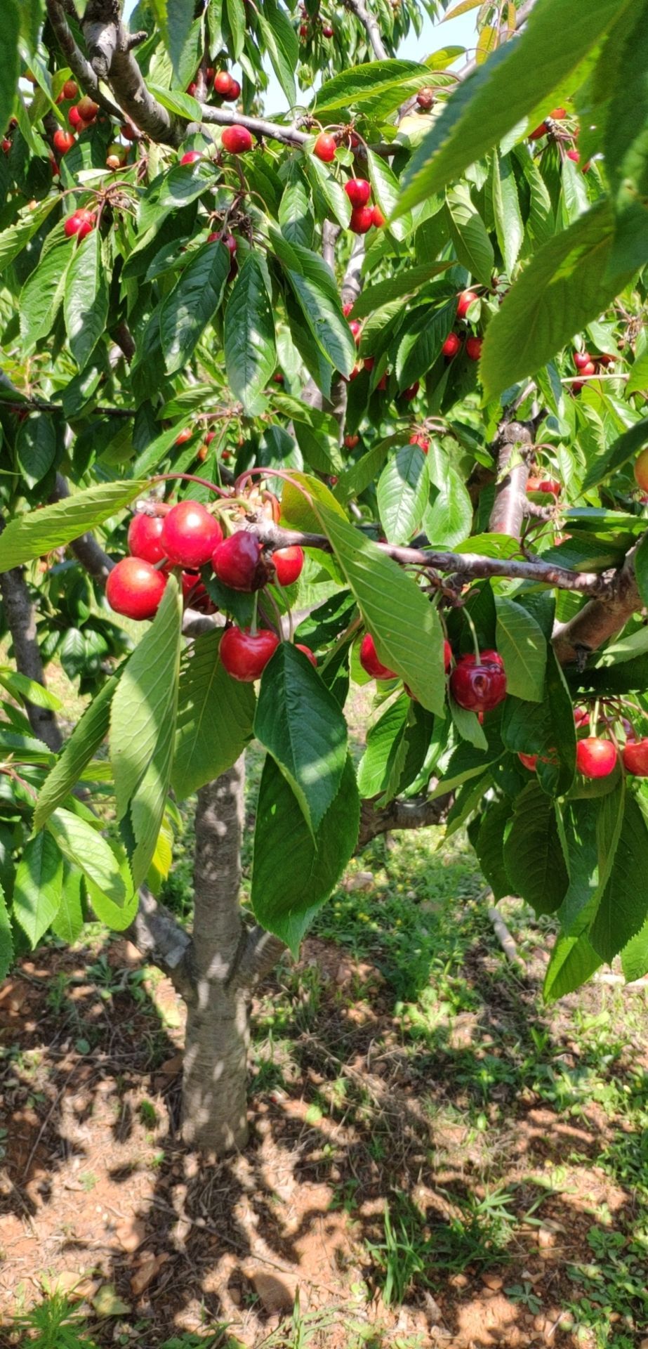 每到六月初大连樱桃园的樱桃就会成熟又大又甜的樱桃令人垂涎欲滴摘