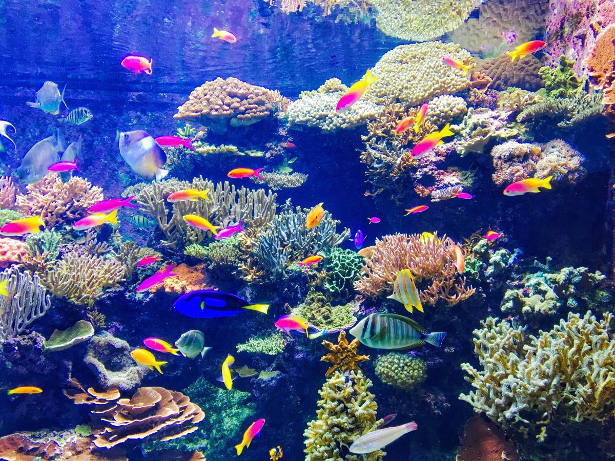 海洋馆景点,超级喜欢这个海洋世界 丰富的海洋动物 精致的布局与鱼缸