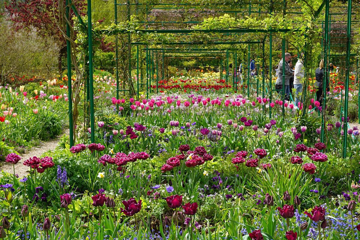 莫奈花园｜真实存在的全世界最美花园（巴黎近郊） - 知乎
