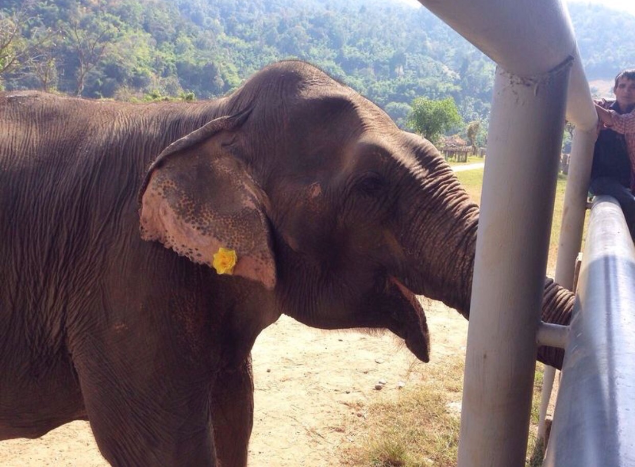 泰國,芭達雅-暹羅大象園30分鐘騎象叢林探險(全票)|雄獅旅遊