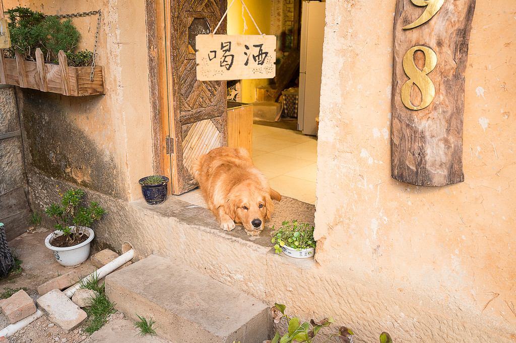 狗狗慵懶得躺在門口休息.