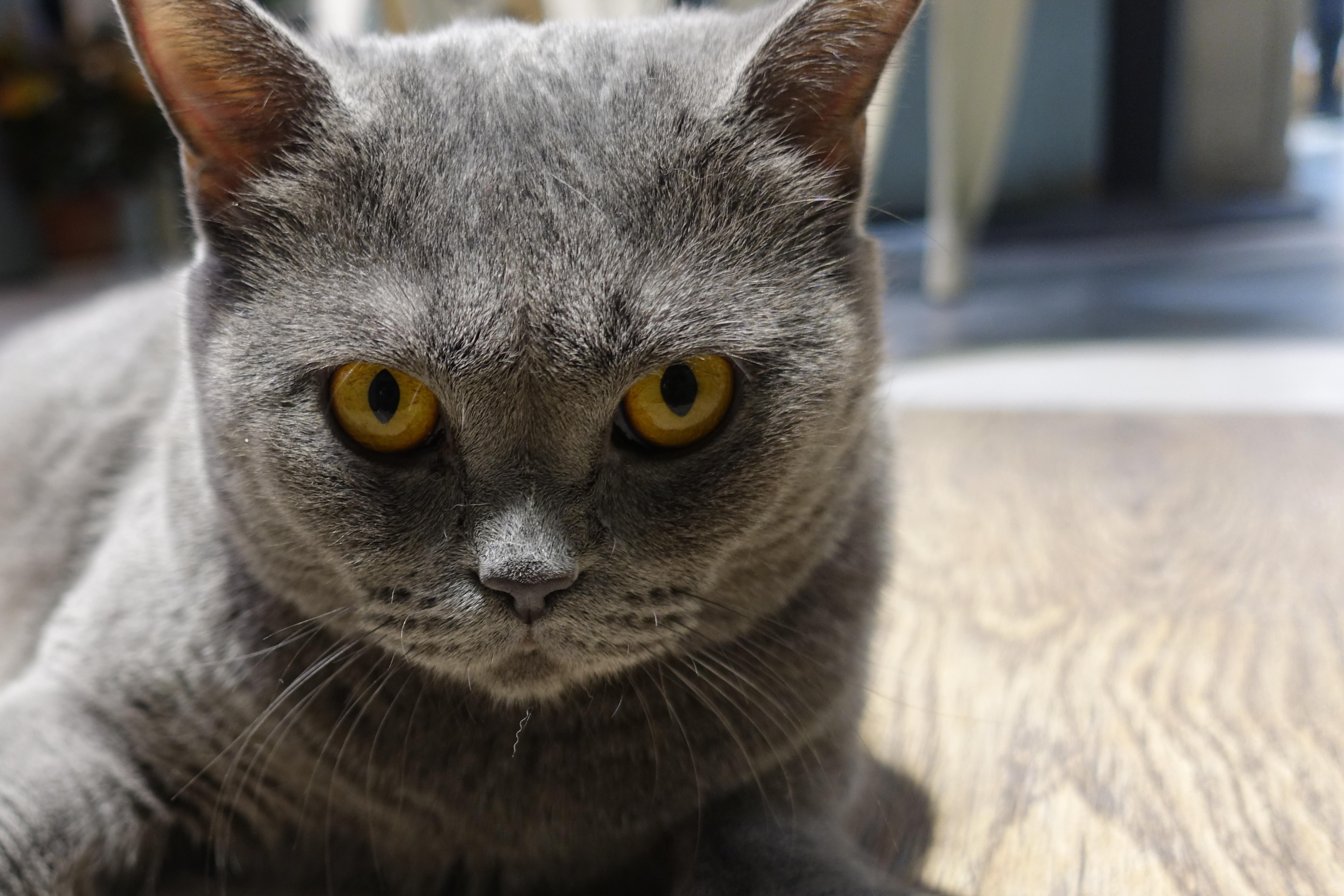 2024小时光猫语时光咖啡书吧(财富购物中心店)美食餐厅,咖啡厅的食物