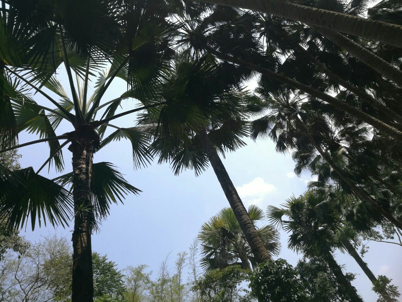 中科院西雙版納熱帶植物園旅遊景點攻略圖