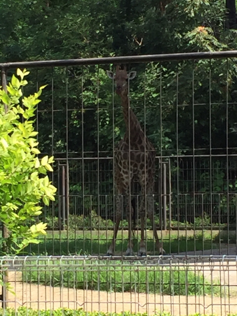 保定市動物園