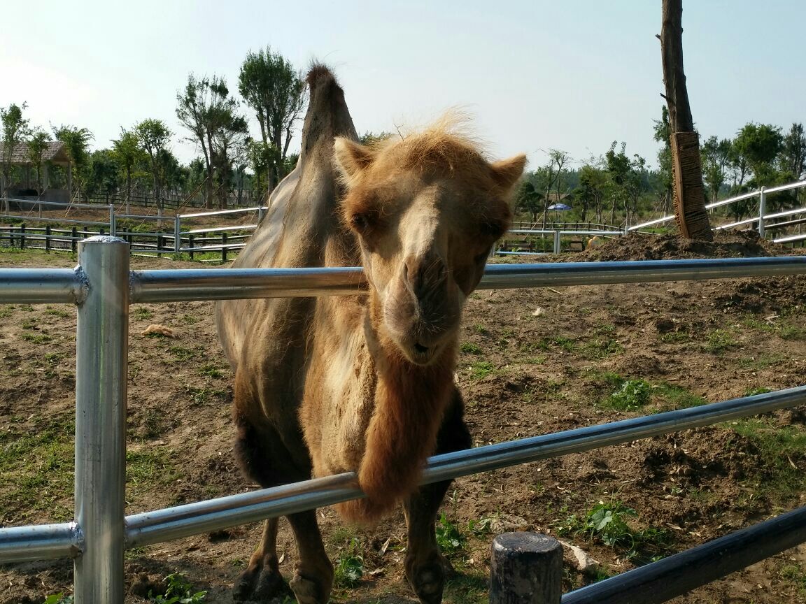 宿州野生動物園