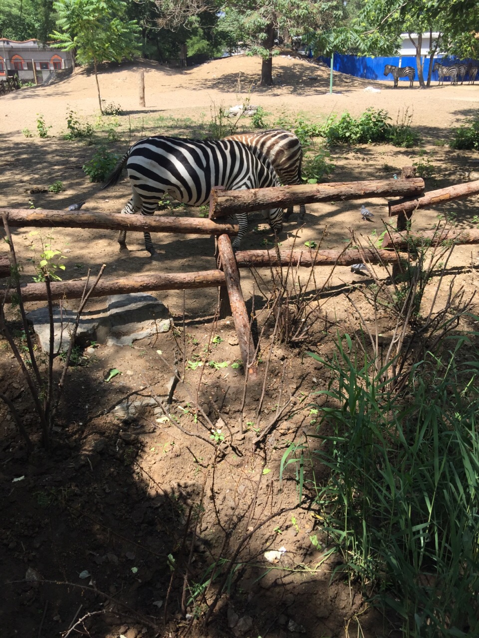 北京動物園