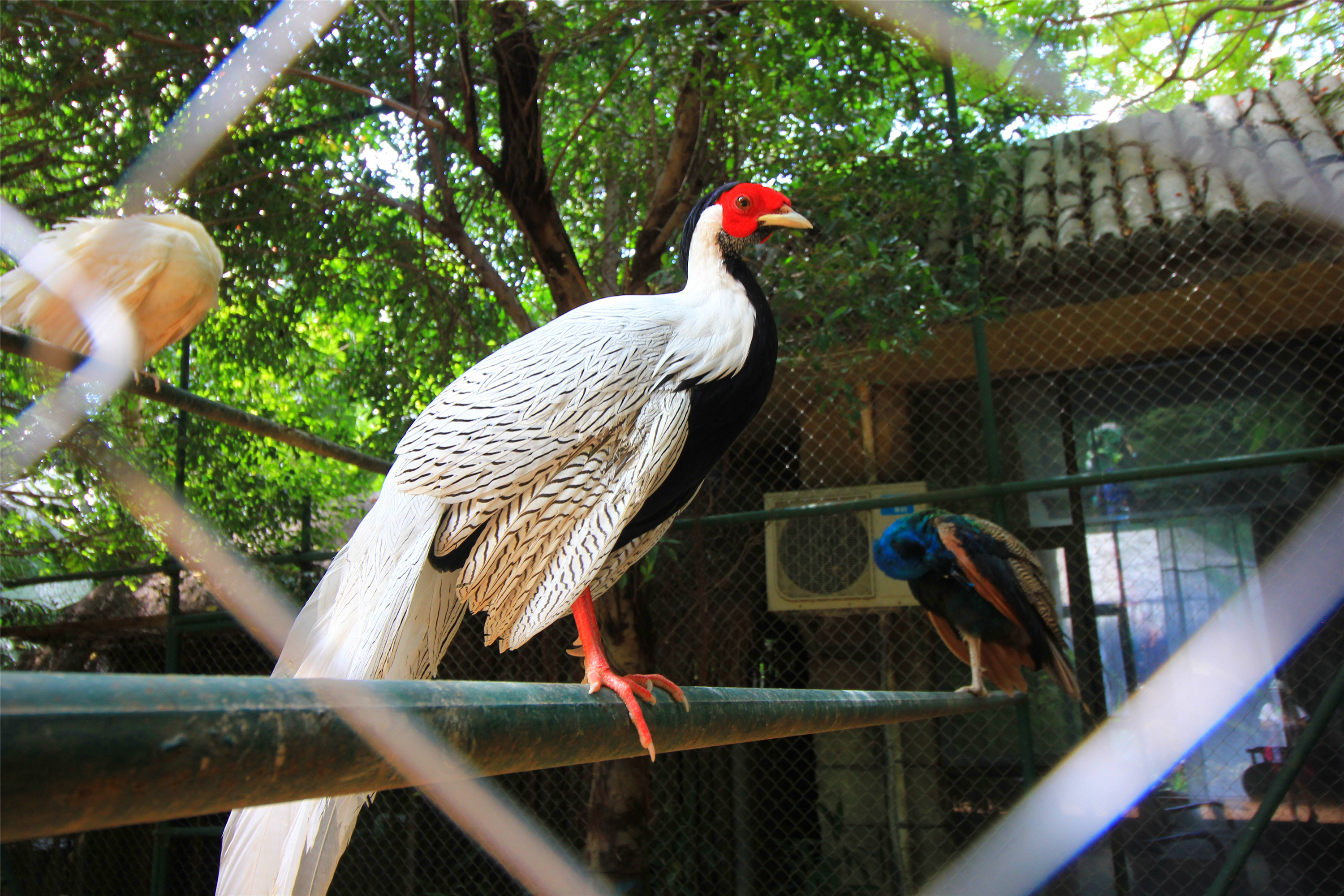 目的地 三亚千古情景区 三亚宋城旅游区里的三亚宋城彩色动物园是不容