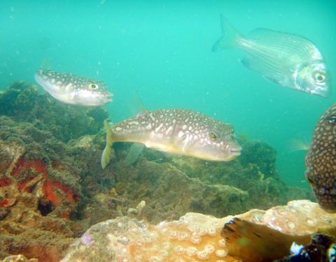 2019涠洲岛潜水门票,涠洲岛涠洲岛潜水游玩攻略,涠洲岛潜水游览攻略路线\/地址\/门票价格-【去哪儿攻略】