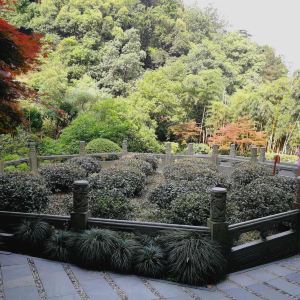 獅峰山,環境好,服務好,喝茶聊天好去處.