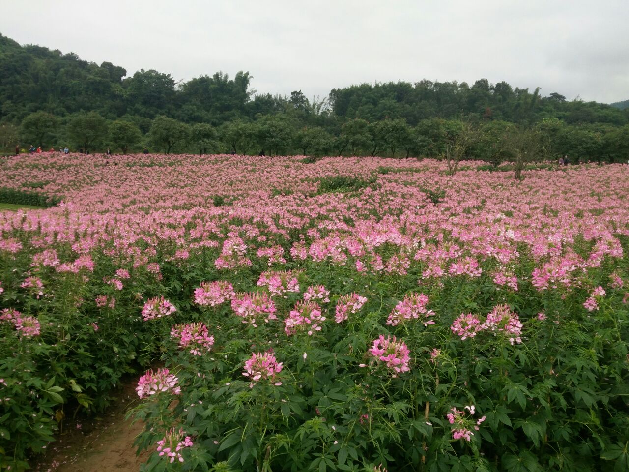 長寧蜀南花海好玩嗎,長寧蜀南花海景點怎麼樣_點評_評價【攜程攻略】