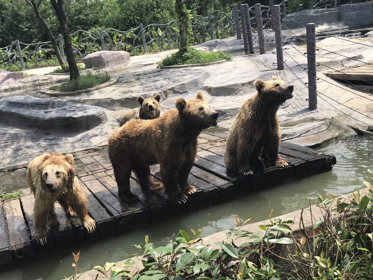 2022淹城野生動物世界遊玩攻略,自駕去的,裡面的餐廳東西又... 【去哪