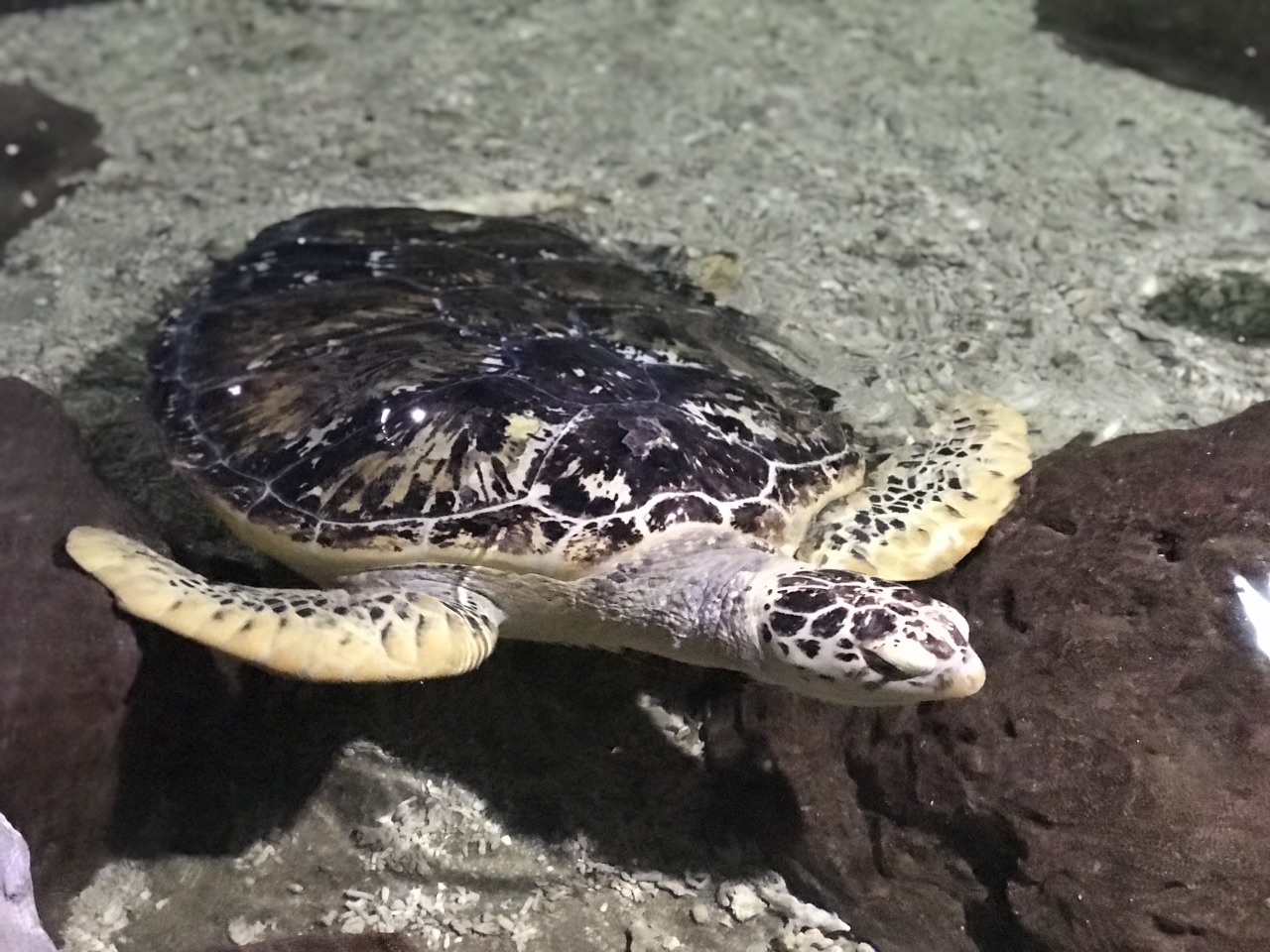 人山人海,红旗招展!形势一片大好!建议错峰观赏. 2018-02-19有用 ( 0)