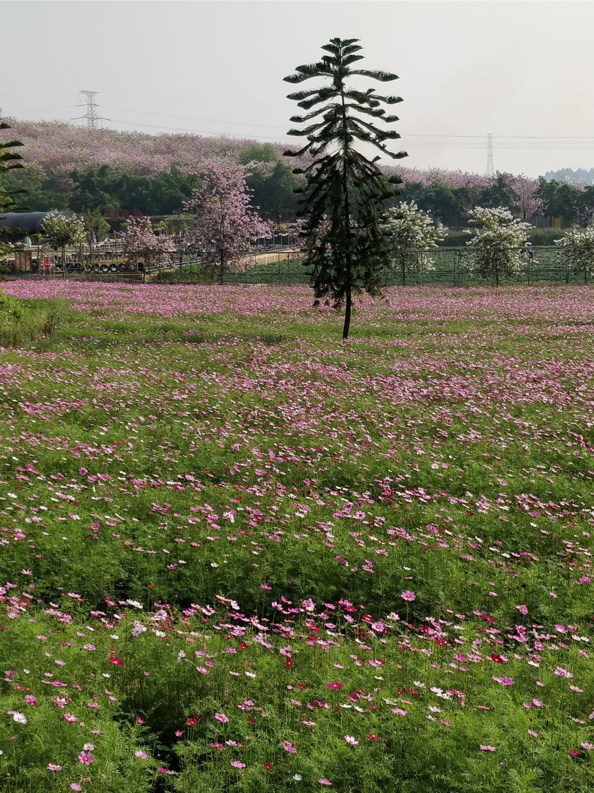 花都志惠農場