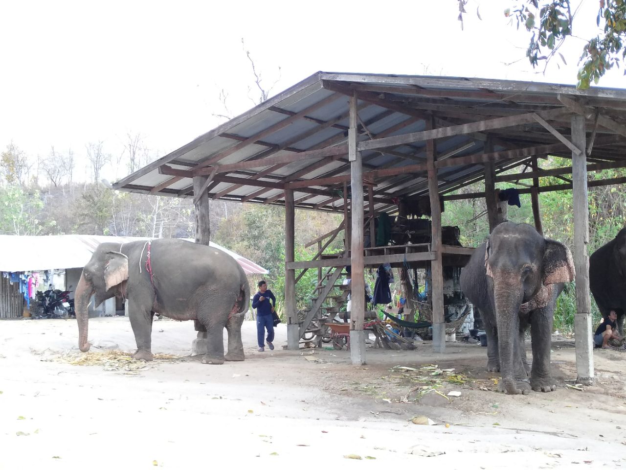 2023Nosey Parker's Elephant Camp丛林骑大象游玩攻略,这个大象营里面大象很少比不...【去哪儿攻略】