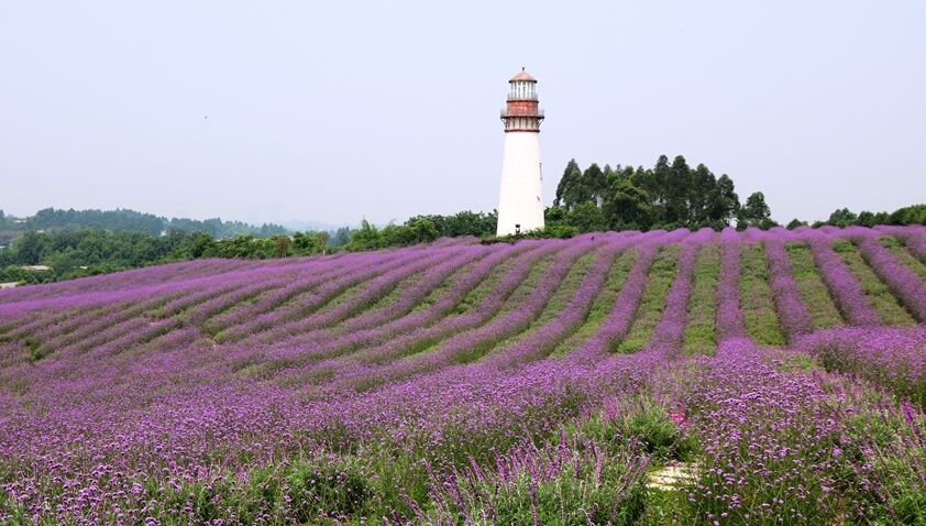 【携程攻略】双流区紫颐香薰山谷景点,紫颐·香薰山谷是以成都市