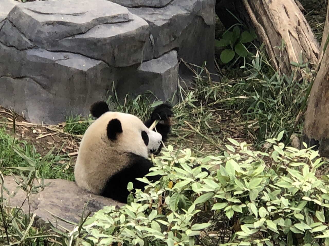 紅山森林動物園