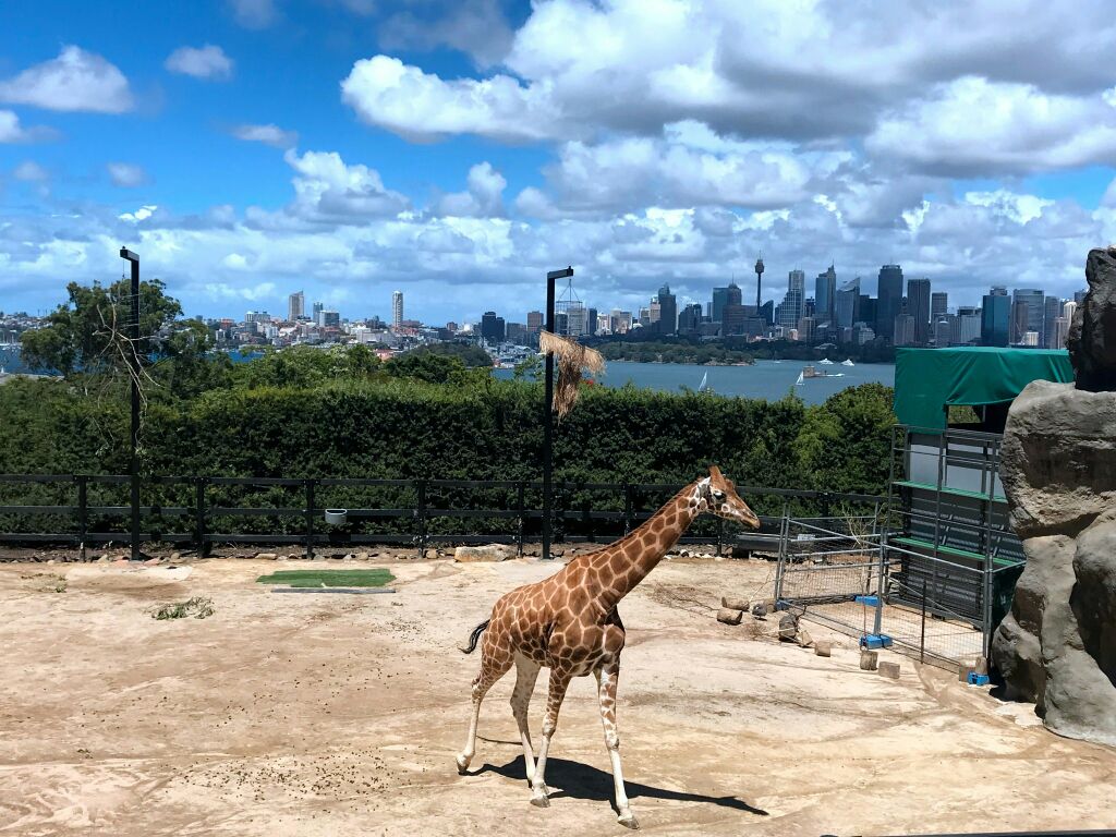 塔龙加动物园taronga zoo