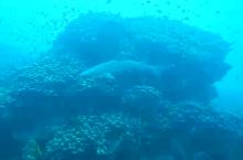 与鲨共舞 在斐济夸塔岛潜水时，在海底25米处见到了鲨鱼，拍摄了一小段视频