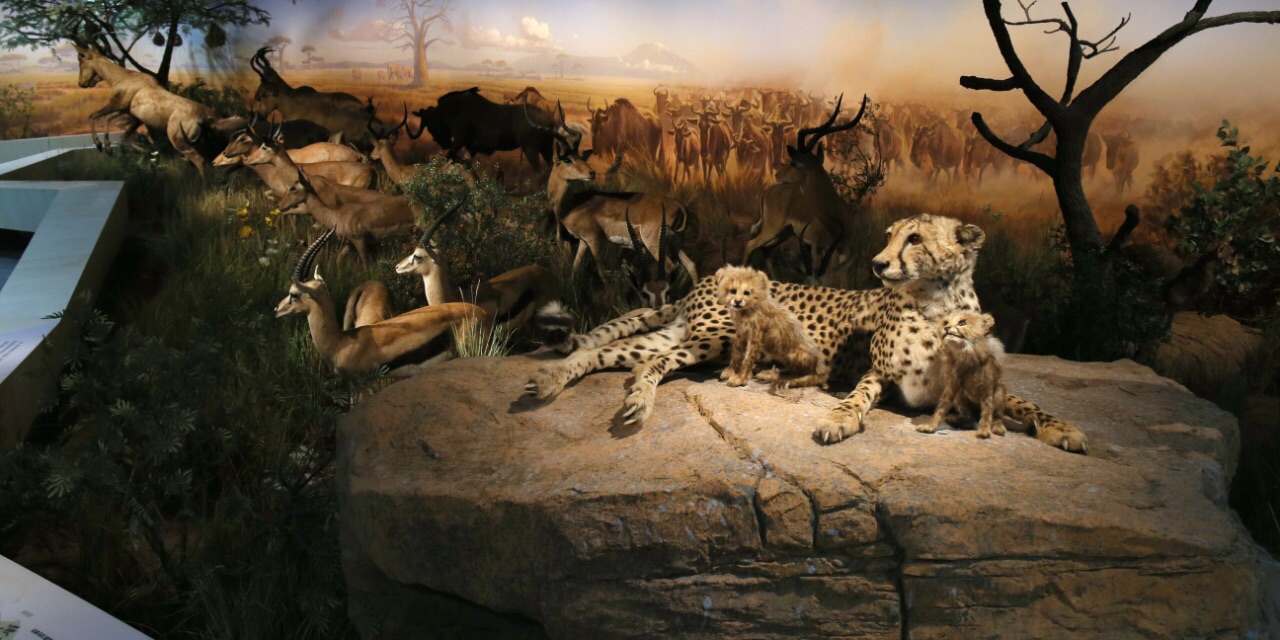 武汉自然博物馆·贝林大河生命馆