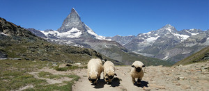 马特洪峰游记图文-马特洪峰徒步旅游---瑞士3周自由行（29））