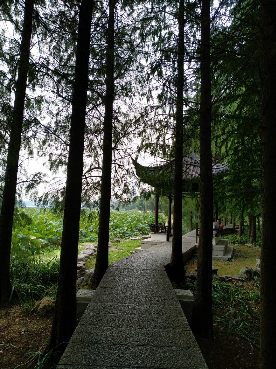 芝山岩健走步道图片