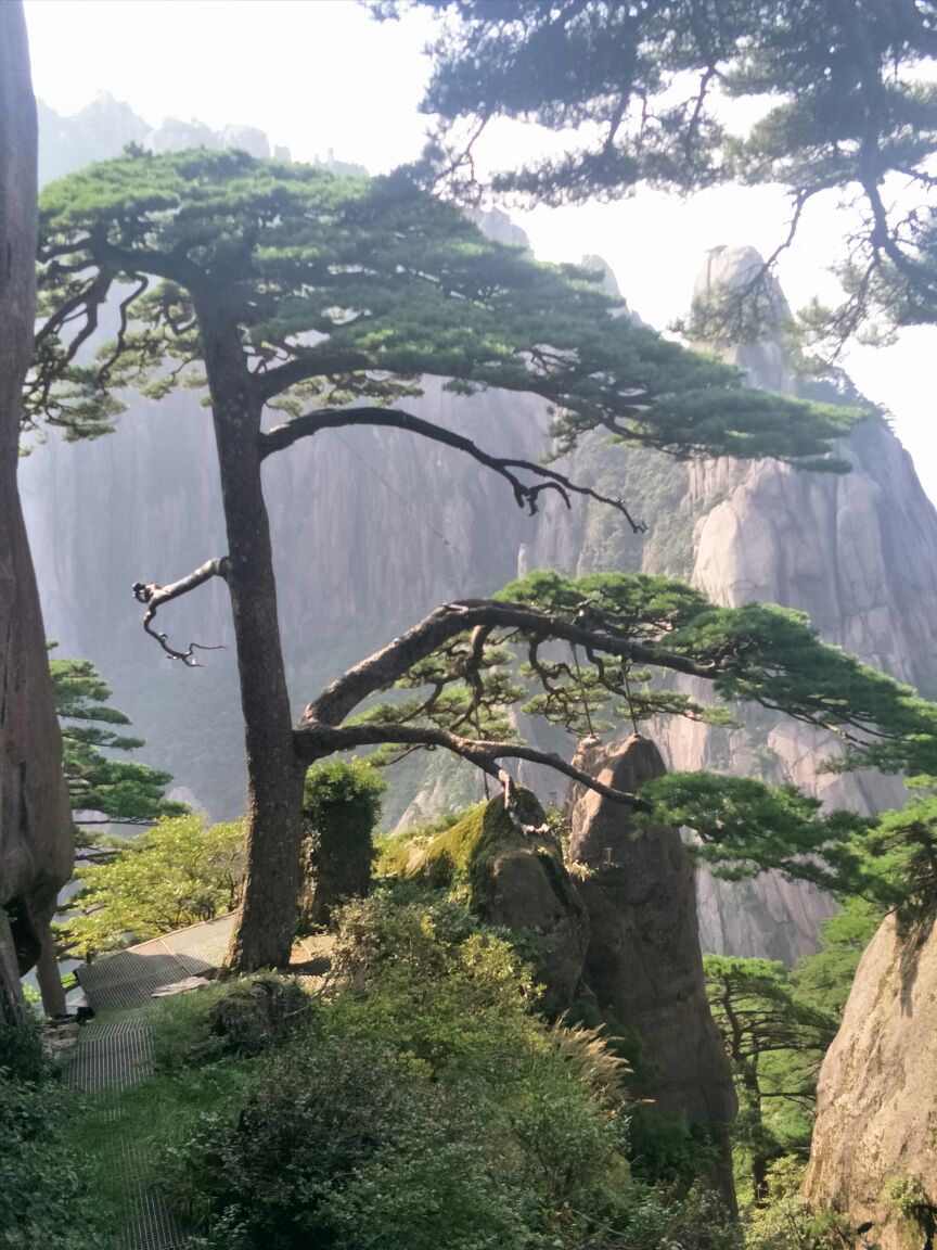 【攜程攻略】黃山風景區迎客松景點,迎客松1300多年曆史,黃山之魂.