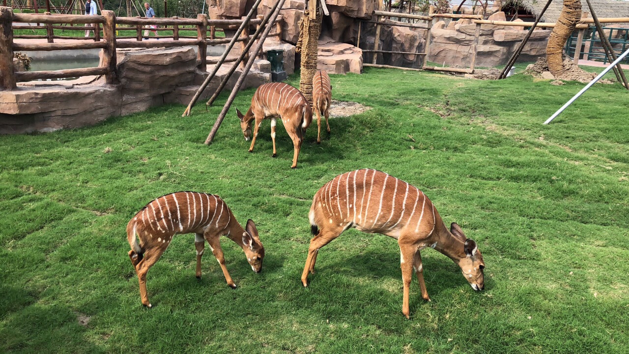 南通南通森林野生動物園好玩嗎,南通南通森林野生動物園景點怎麼樣