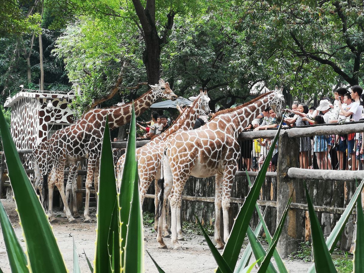 廣州動物園