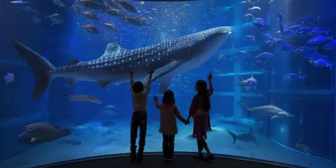 大阪海遊館
