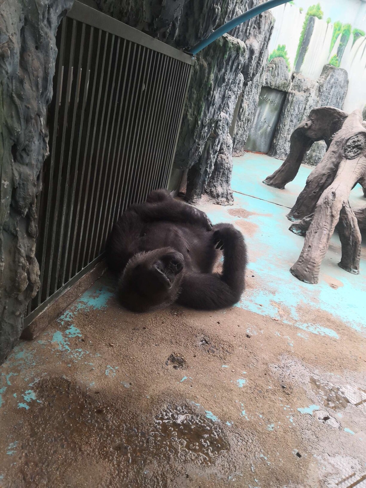 动物家族又添新成员！红吼猴和白脸僧面猴首次安家郑州市动物园-大河新闻