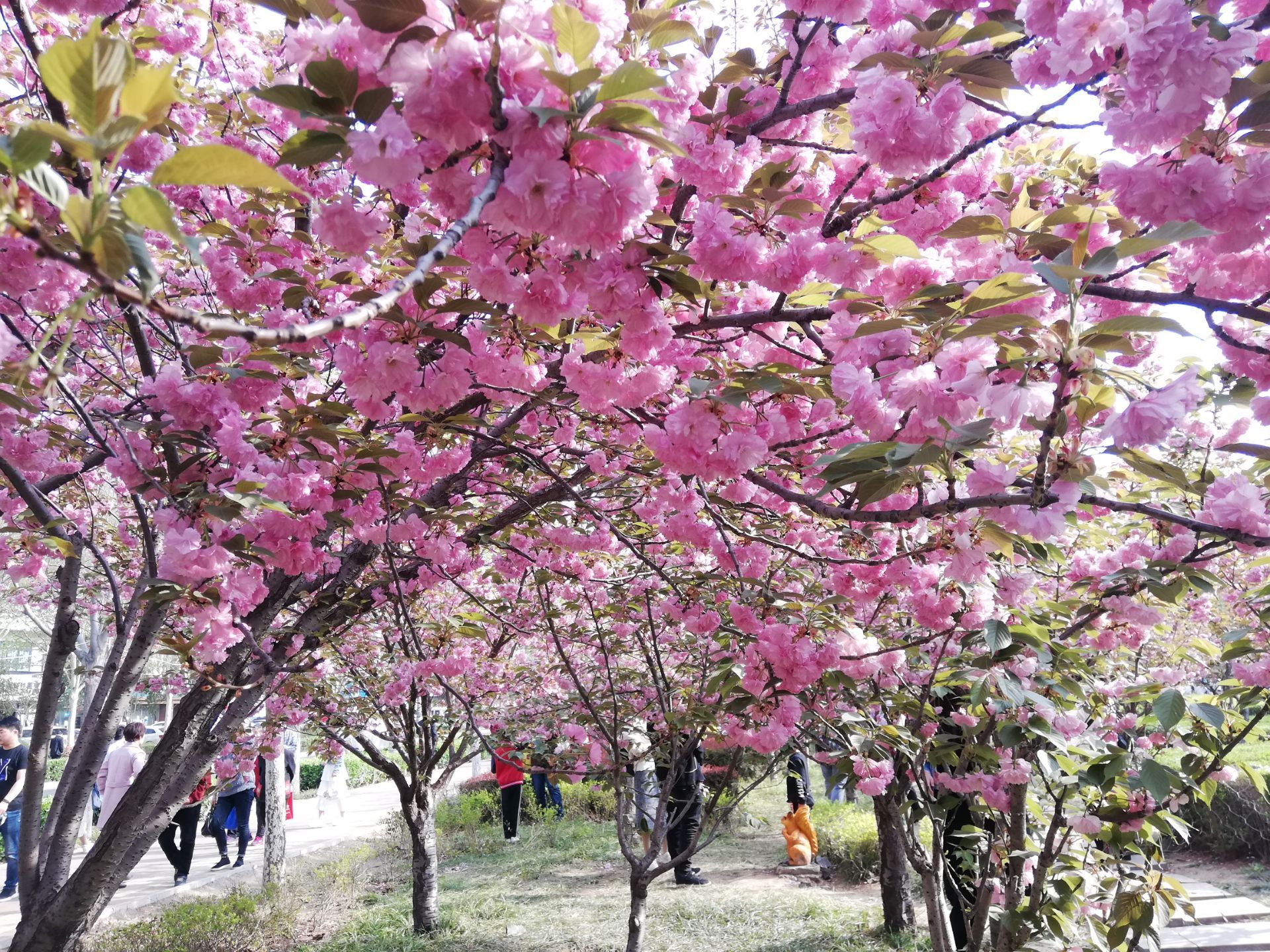 2015年西安交通大学樱花节什么时候-2015西安交通大学樱花节是什么时候不是学生能进去不