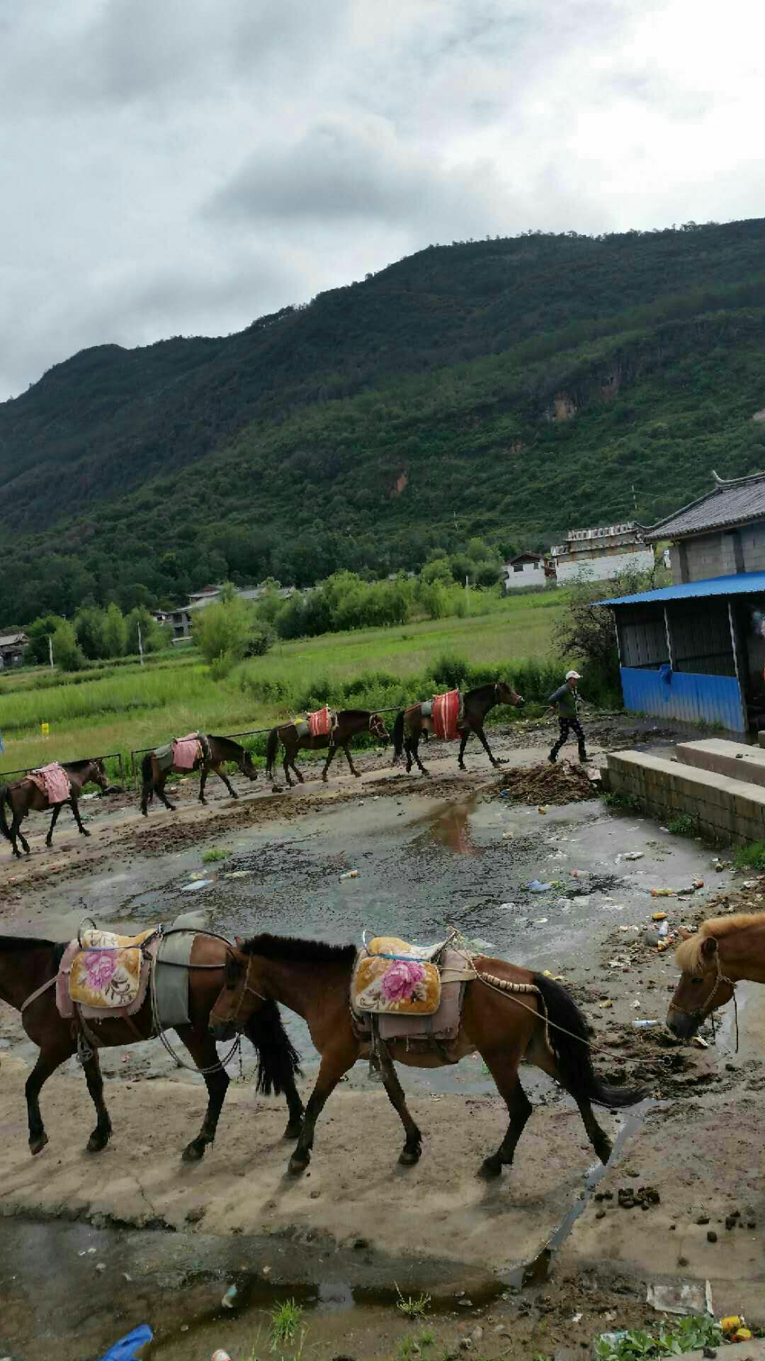 掌拉市八队马场