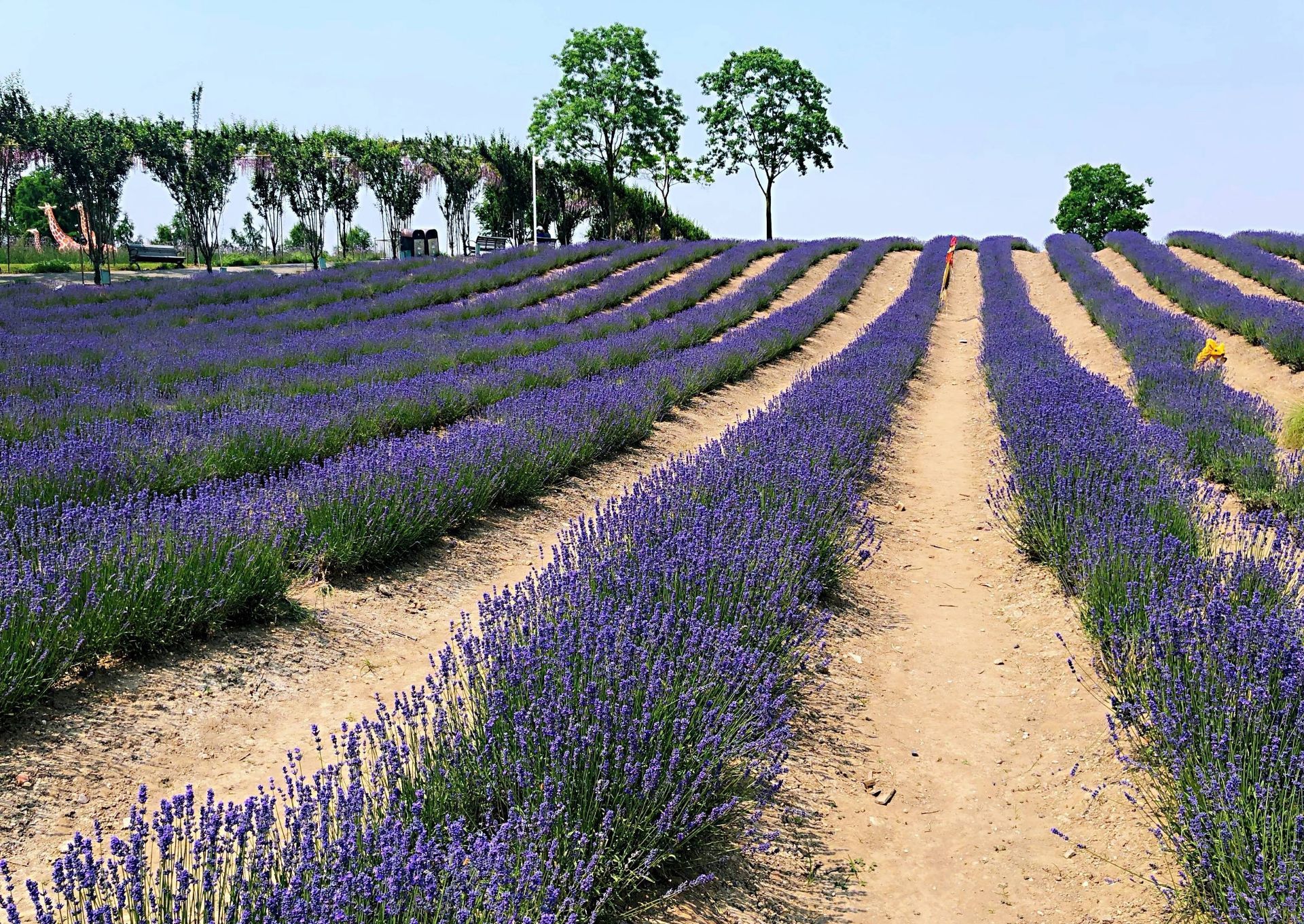 普罗旺斯瓦朗索勒高原上的薰衣草田，法国 (© Shutterstock) | 必应每日高清壁纸 - 精彩,从这里开始