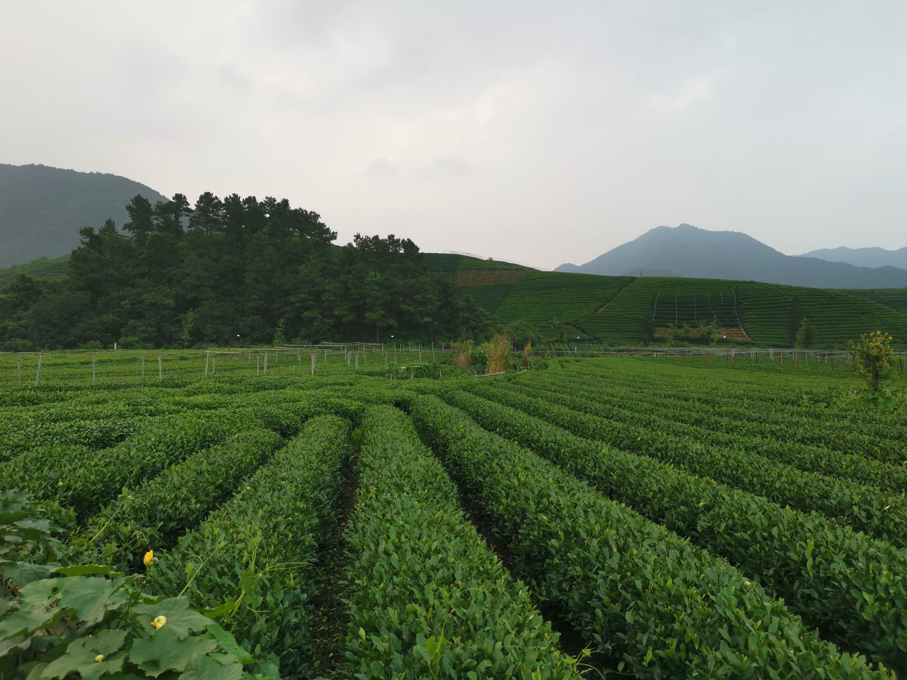 杭州龍塢茶村旅遊景點攻略圖