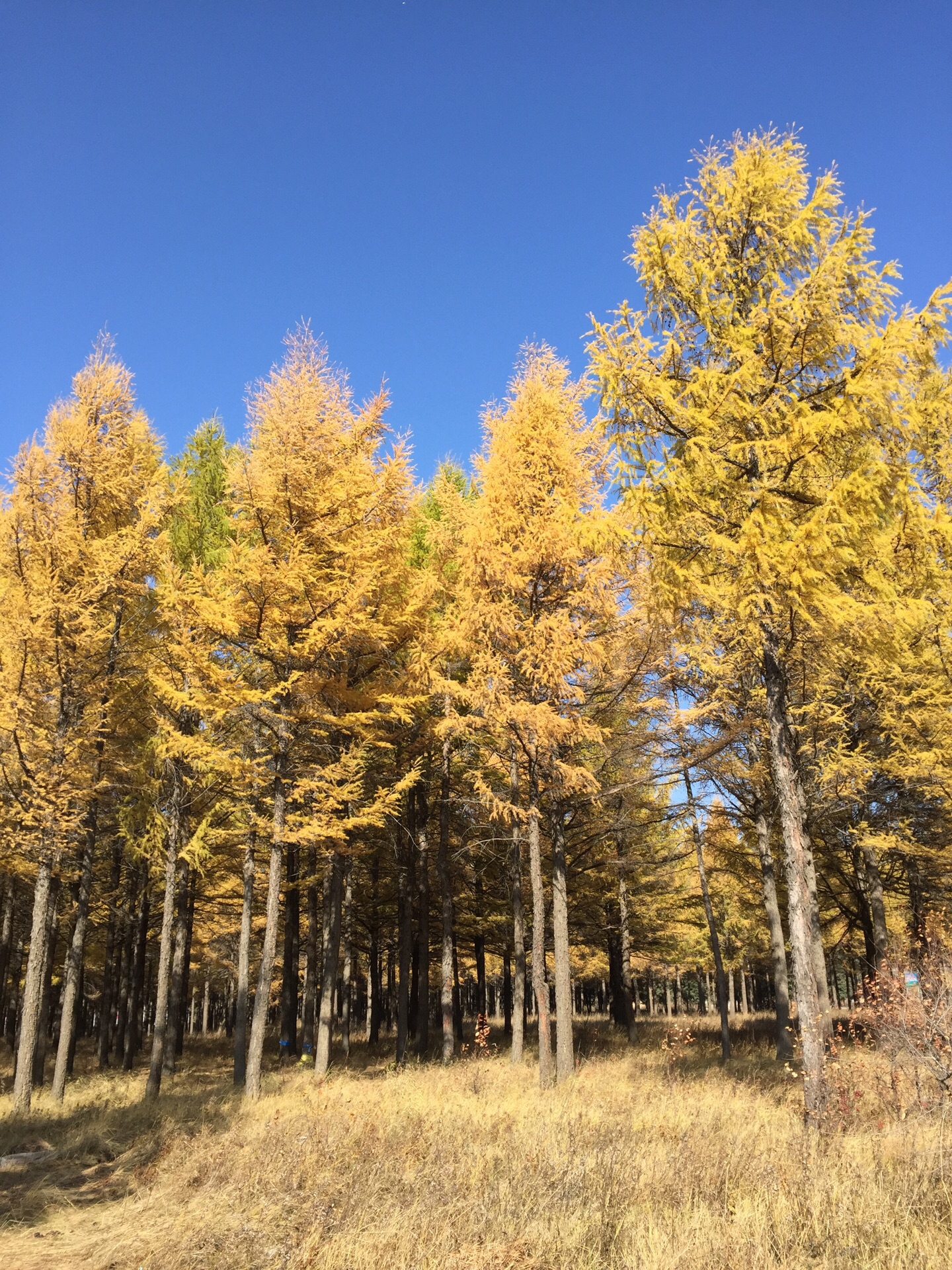 罕坝国家森林公园_旅游攻略_门票_地址_游记点评,塞罕坝旅游景点推荐