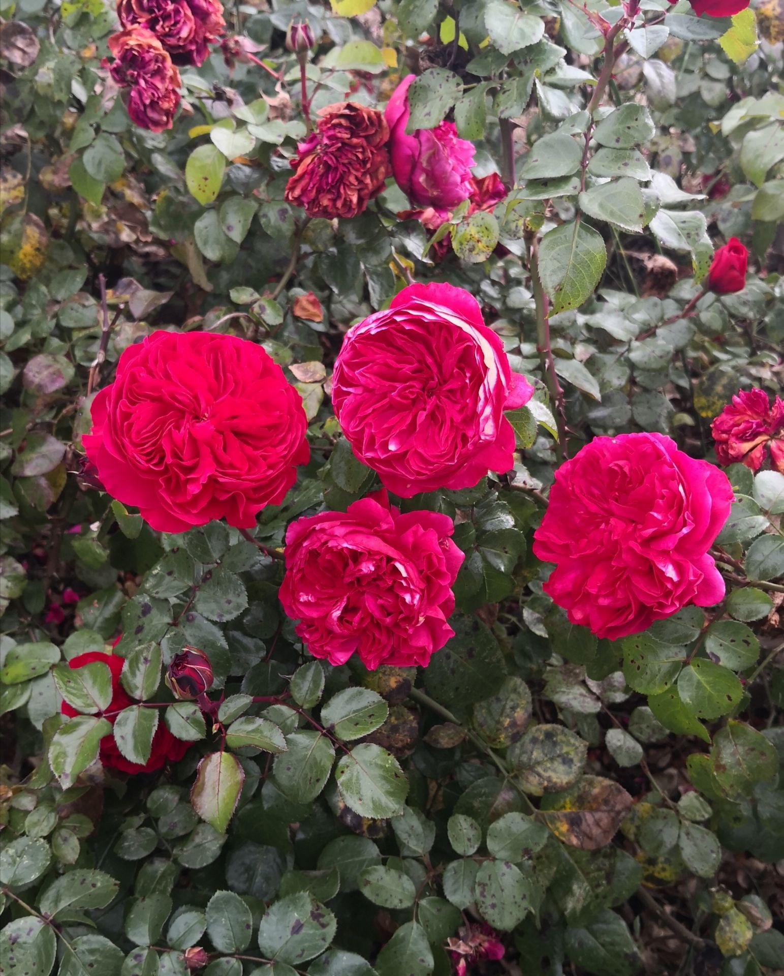 2023花花色玫瑰庄园游玩攻略,...各种颜色、各种品种的玫瑰...【去哪儿攻略】